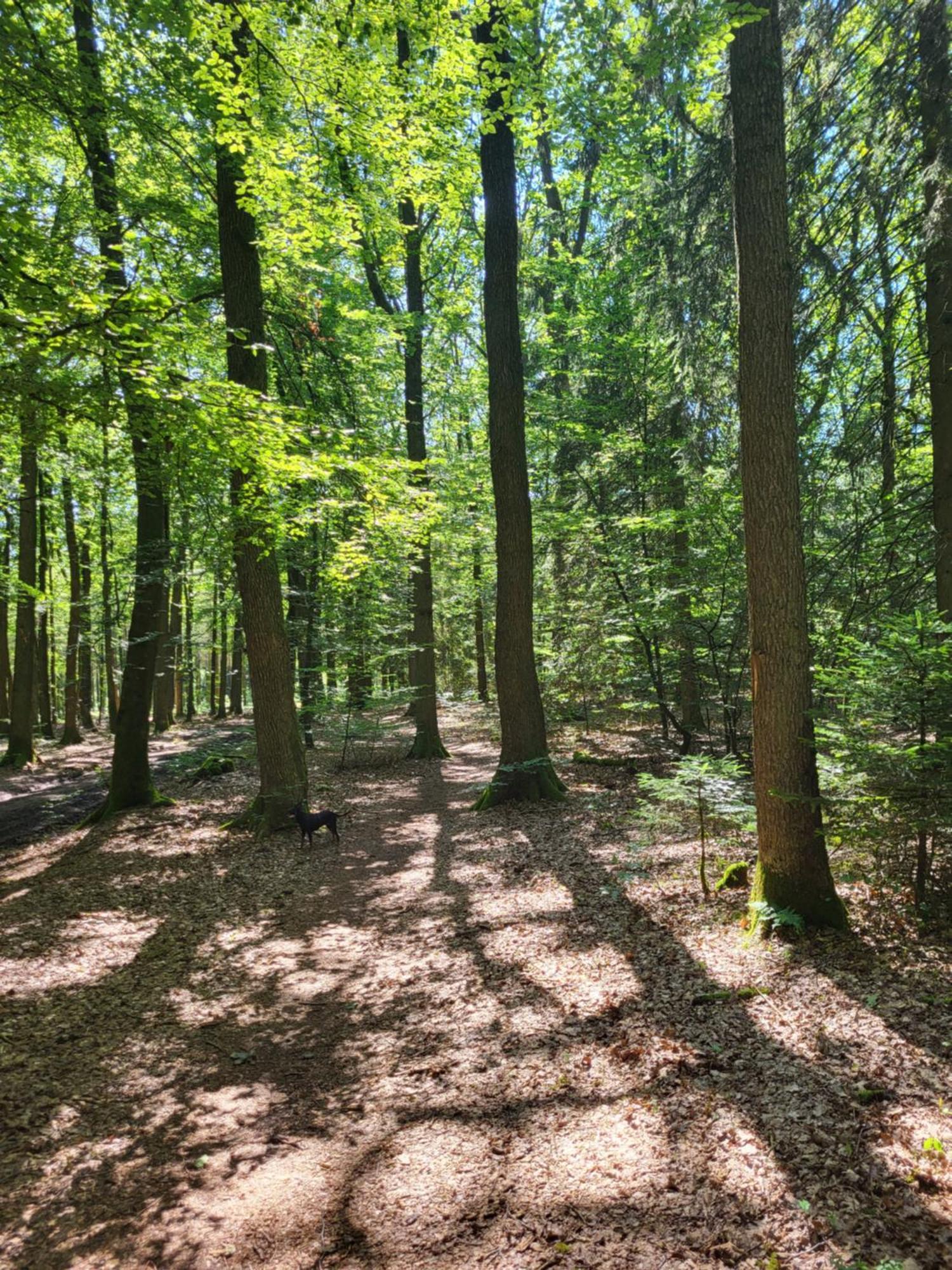 Die Alte Schule Haeuschen St. Vith Exteriör bild